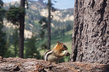 A golden-mantled ground squirrel enjoying a meal near the southern entrance