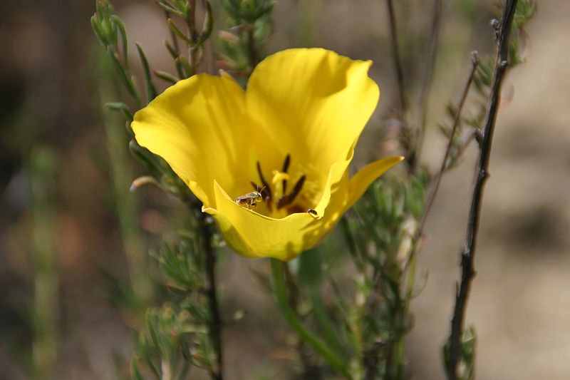 File:Calochortus clavatus var. gracilis (slender mariposa lily).jpg