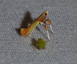 <i>Caloptilia superbifrontella</i> Species of moth