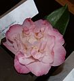 Camellia 'Nuccio's Jewel'.JPG