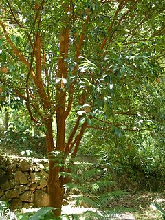 <i>Camellia crapnelliana</i> Species of tree