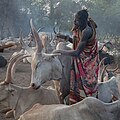 Campamento de ganado de la tribu Mundari, Terekeka, Sudán del Sur, 2024-01-28, DD 42