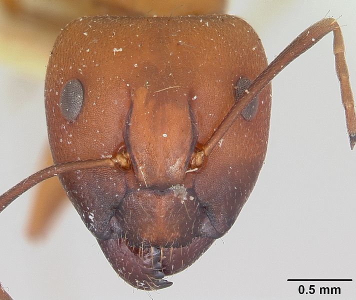 File:Camponotus kelleri invalidus casent0101520 head 1.jpg