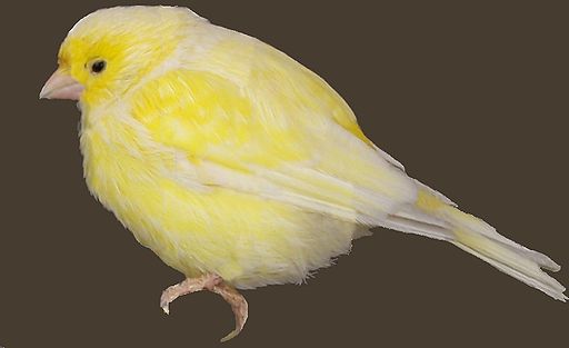 Canario canary pájaro bird.jpg
