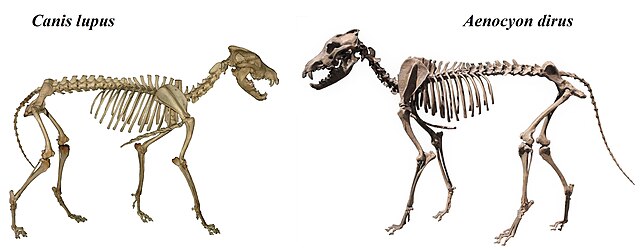 Gray wolf skeleton (left) compared with a dire wolf skeleton