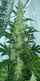 Wikipedia марихуана самый высокий сорт марихуаны