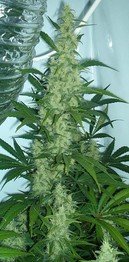 Indoor cannabis plant during flowering