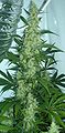 flowering.jpg cannabis