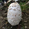 * Nomination Young shaggy ink cap, Merthyr Tudful --Lloergi 09:05, 20 November 2018 (UTC) * Promotion  Support Good quality. --MB-one 23:15, 24 November 2018 (UTC)