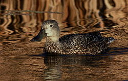 Cape Shoveler, Anas smithii (female) - note dark eyes (9720112118).jpg