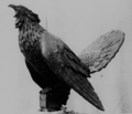 Capercaillie for Kenmore.png