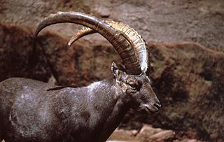 Ibex Type of mammal (wild mountain goat)