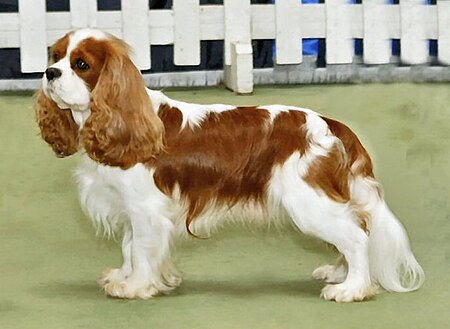 Cavalier King Charles spaniel