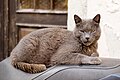 * Nomination Cat in Piran, Slovenia --Jakubhal 05:26, 16 May 2024 (UTC) * Promotion  Support Good quality. --Johann Jaritz 05:37, 16 May 2024 (UTC)
