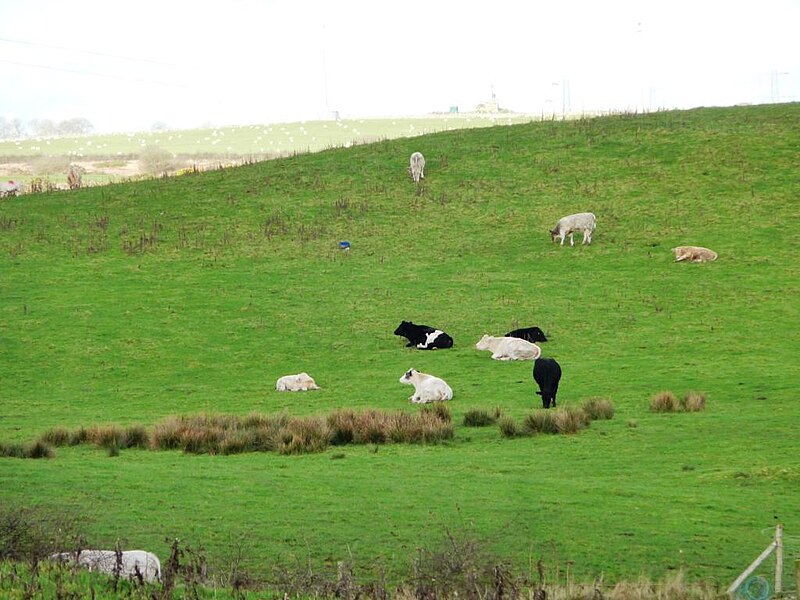 File:Cattle between Pen Sarn and Llecheiddior Uchaf - geograph.org.uk - 4264170.jpg