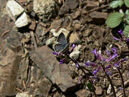 Celastrina ladon