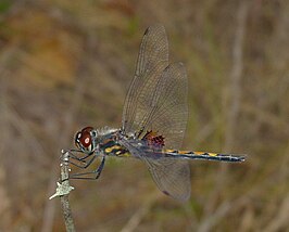 Celithemis ornata