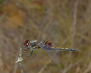 <i>Celithemis ornata</i> Species of dragonfly