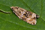 Celypha lacunana-01 (xndr).jpg