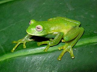 <i>Centrolene buckleyi</i> Species of frog