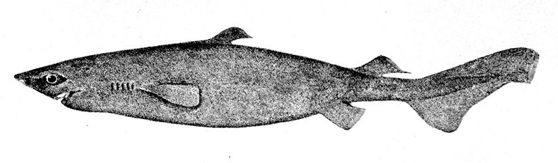 File:Centroscymnus coelolepis.jpg