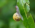 White-lipped snail Escargot des jardins