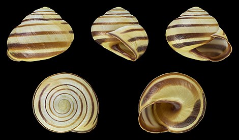 Normal coloration of the bands and the aperture (Cepaea nemoralis var. libellula lutescens fasciata 10345)