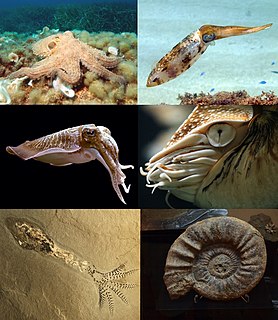 <span class="mw-page-title-main">Cephalopod</span> Class of mollusks