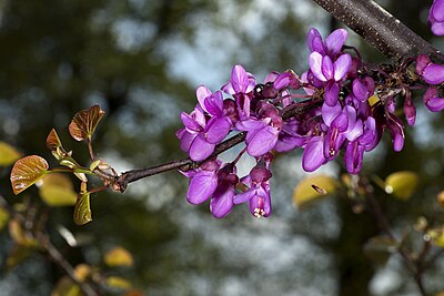 Bunga dan daun Cercis siliquastrum.