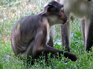 <span class="mw-page-title-main">Sooty mangabey</span> Species of mammal