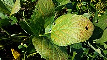 Cercospora жапырағының соясы 2.jpg