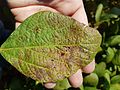 Miniatuur voor Bestand:Cercospora leaf blight (CLB) 2.jpg