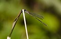 Chalcolestes viridis