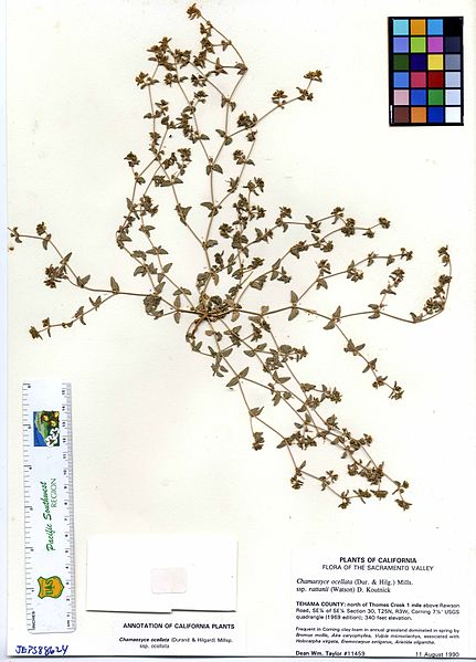File:Chamaesyce ocellata ssp. rattanii -11459 (23790045056).jpg