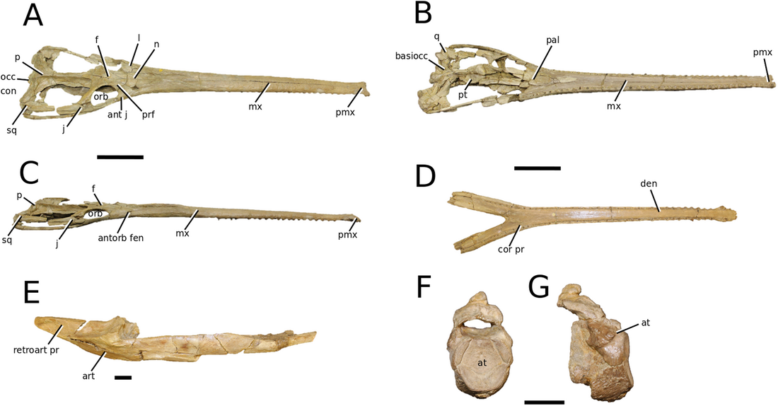 Charitomenosuchus