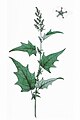 Chenopodium hybridum