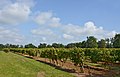 * Nomination Vineyard in the cognac area (Borderies), Château Chesnel, Cherves-Richemont, Charente, France. --JLPC 16:39, 13 October 2014 (UTC) * Promotion Good quality. --Livioandronico2013 16:51, 13 October 2014 (UTC)