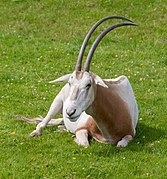 Chester Zoo 2016 001 - Scimitar-horned Oryx.jpg