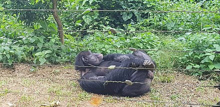 Chimpanzee at Mefou primate sanctuary Chimpanze.jpg