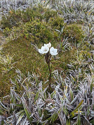 <i>Chionogentias diemensis</i> Species of flowering plant