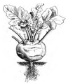 Chou-rave blanc Vilmorin-Andrieux 1883.png