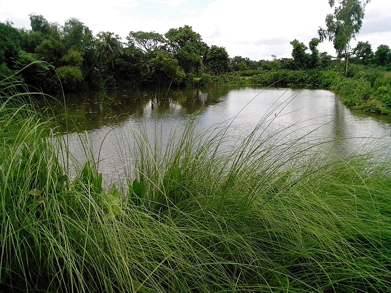 File:Choudhory Bari Pond.jpg