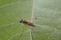 * Nomination Chrysopilus asiliformis --Garnhami 21:10, 16 October 2020 (UTC) * Decline  Oppose Outof focus --Podzemnik 01:20, 17 October 2020 (UTC)