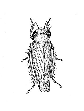 <span class="mw-page-title-main">Beet leafhopper</span> Species of insect