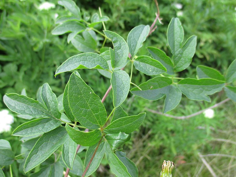 File:Clematis viticella leaf (1).jpg