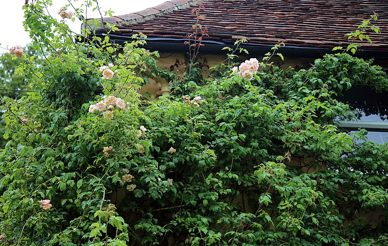 File:Climbing rose Clavering Essex England.jpg