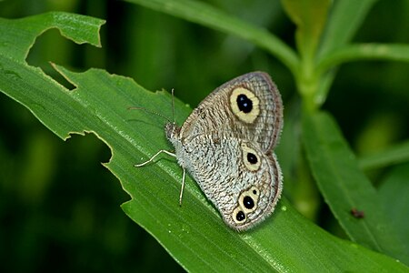 ডানা বন্ধ অবস্থায়