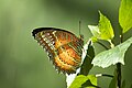 * Nomination Close wing basking position of Cethosia biblis – Red Lacewing. Subspecies: Cethosia biblis tisamena Fruhstorfer, 1912 – Himalayan Red Lacewing. By User:Sarpitabose --Bodhisattwa 19:10, 8 April 2022 (UTC) * Decline  Oppose Unsharp at full size --Uoaei1 19:50, 8 April 2022 (UTC)