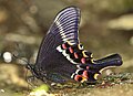* Nomination Close wing pudding position of Papilio krishna Moore, 1858 - Krishna Peacock. By User:Thamblyok --Atudu 11:55, 12 May 2024 (UTC) * Promotion  Support Good quality. --Poco a poco 13:15, 12 May 2024 (UTC)