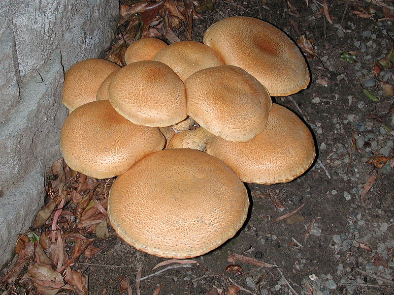 File:Cluster of mushrooms.jpg